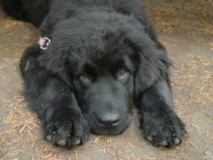 Princess Leia Freyja Wilks the dog