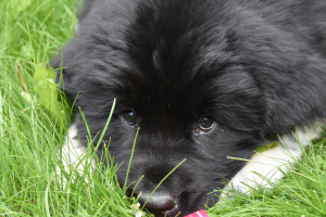 Nessie the dog